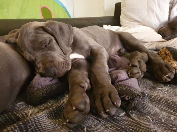 In Graf Higgins Hundebettchen