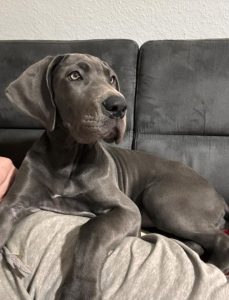 Eine Hündin aus dem Wurf