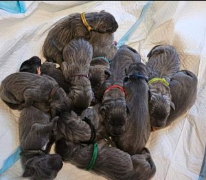 diesel und mathilda von der schlehhecke (1)