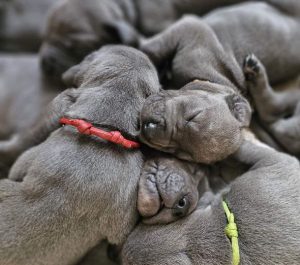 diesel und mathilda von der schlehhecke (2)