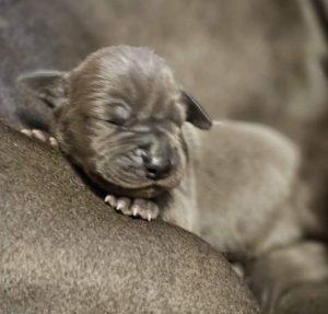 diesel und mathilda von der schlehhecke (3)