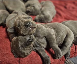 diesel und mathilda von der schlehhecke (4)