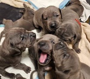 diesel und mathilda von der schlehhecke (5)