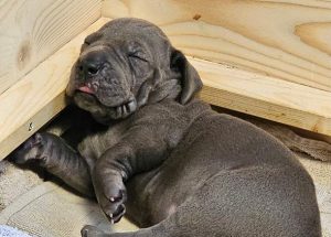 diesel und mathilda von der schlehhecke (6)