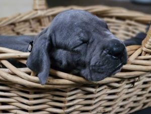 diesel und mathilda von der schlehhecke (7)