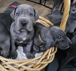 diesel und mathilda von der schlehhecke (8)