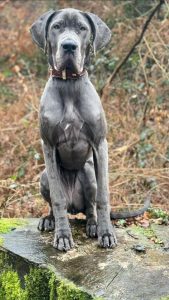 huendin-angel-vom-hofe-baron-diesel-vom-bismarckwaeldchen