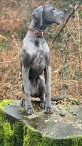 7 Monate alte Hündin